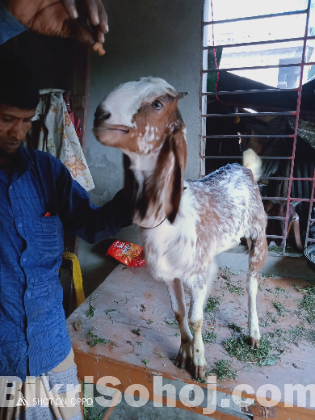 ছগল